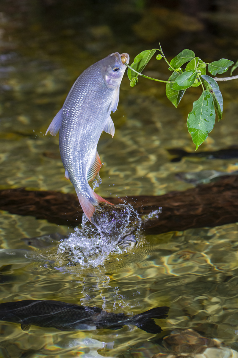 Bonito - Photo by Hudson Garcia (9)